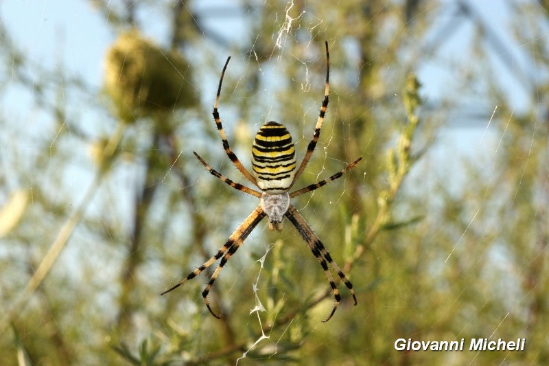 ..sempre un bel vedere...: Argiope bruennichi, femmina - Magenta (MI)